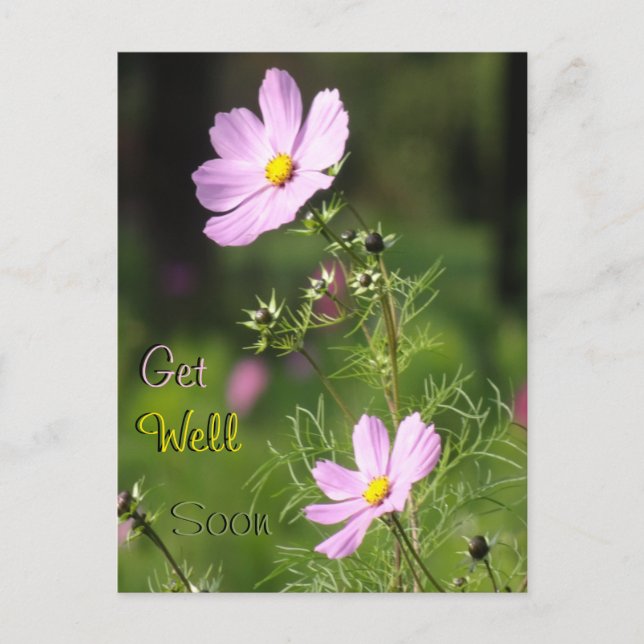 Cartes postale Fleurs de Cosmea magnifiques : Prom (Devant)