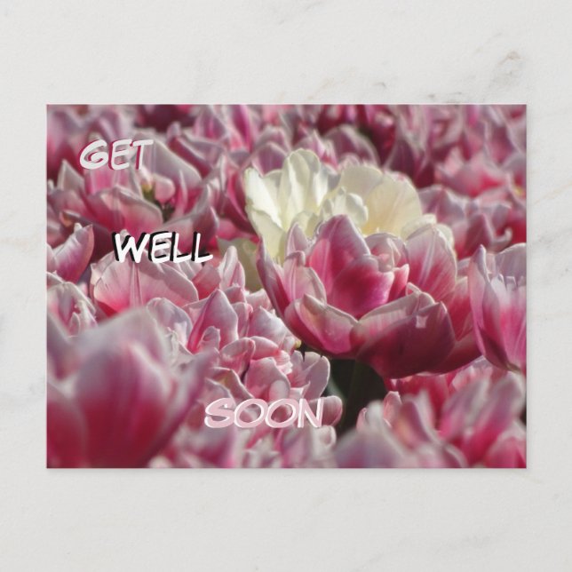 Cartes postale Fleurs de tulipes blanches roses mo (Devant)