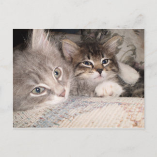Cartes postales adorables pour animaux
