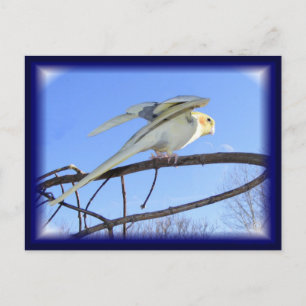 Cartes postales aérodynamiques