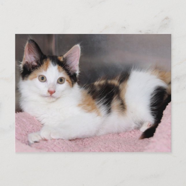 Cartes postales American Mediumhair Calico Kitten (Devant)