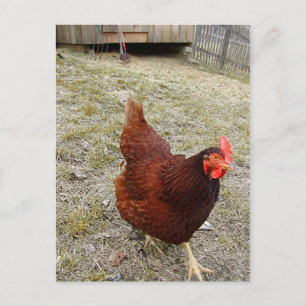 Cartes postales au poulet