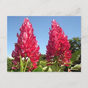 Cartes postales aux fleurs de flamme