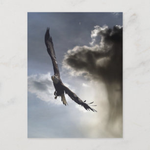 Cartes postales Bald Eagle