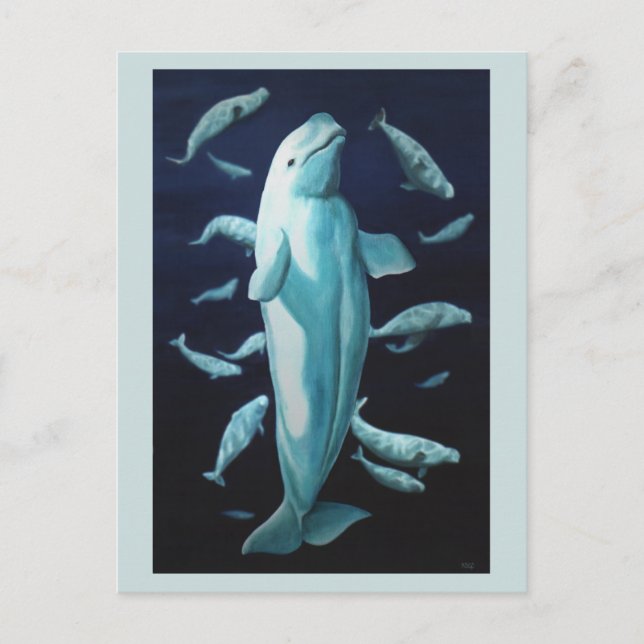 Cartes postales Beluga Whale Beluga Cartes d'art (Devant)