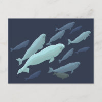 Cartes postales Beluga Whale Beluga Personnaliser 