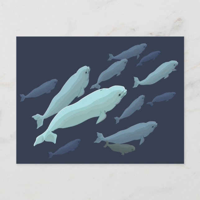 Cartes postales Beluga Whale Beluga Personnaliser  (Devant)