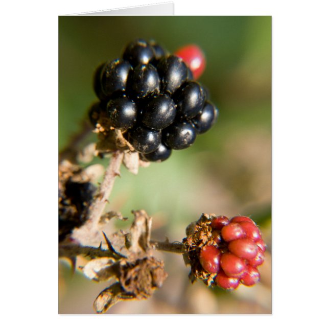 Cartes postales Berries d'automne (Devant)