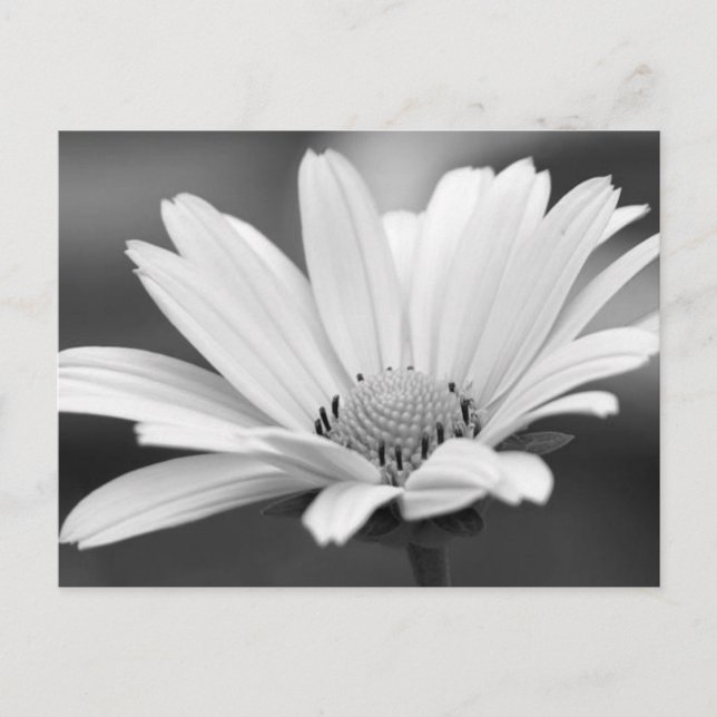 Cartes postales Black White Daisy Zazzle (Devant)