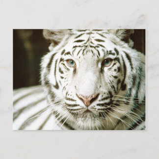 Cartes postales blanches en tigre