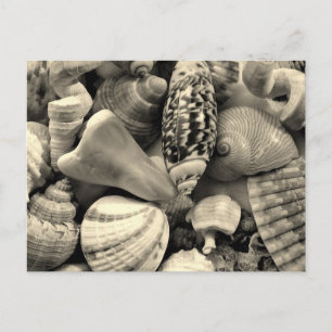 Cartes postales blanches et noires