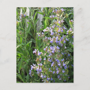 Cartes postales bleues à fleurs