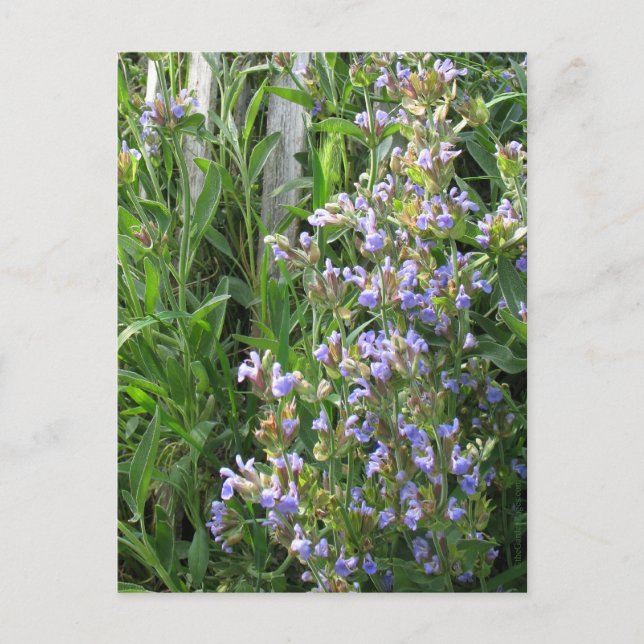 Cartes postales bleues à fleurs (Devant)