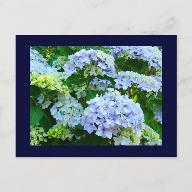 Cartes postales bleues Jardins Floraux Hortensias  (Devant)