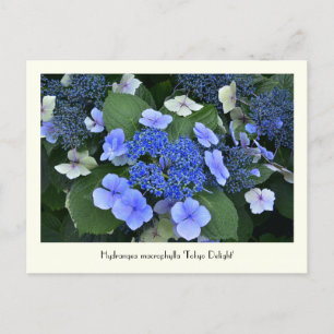 Cartes postales Blue Hydrangea Collectable Flower