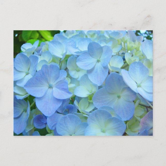 Cartes postales Blue Hydrangea Fleurs Cartes posta (Devant)