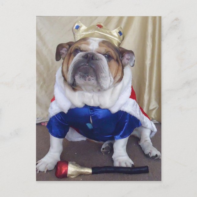 Cartes postales Bulldog (Devant)