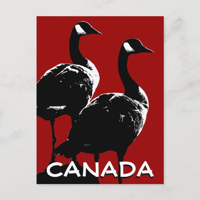 Cartes postales Canada Souvenir Cartes Canada Oies (Devant)