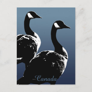 Cartes postales Canada Souvenir Cartes Canada Oies