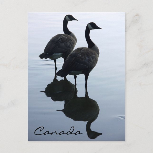 Cartes postales Canada Souvenir Cartes Canada Oies (Devant)