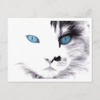 Cartes postales Cat Eyes