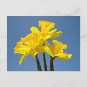 Cartes postales ciel bleu fleur jonquille florale