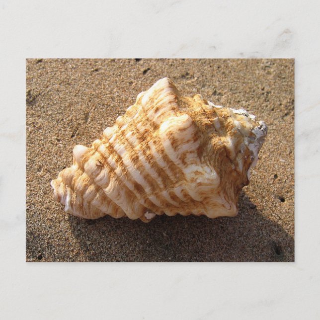 Cartes postales Conch Seashell Sand Beach (Devant)