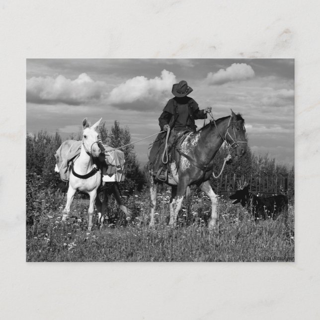 Cartes postales Cowboy Horse et Mule (Devant)