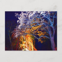 Cartes postales d'arbres à éclairage mystérieux