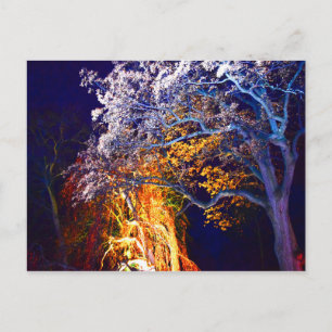 Cartes postales d'arbres à éclairage mystérieux