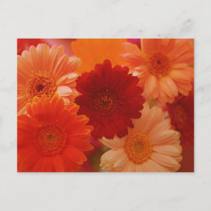 Cartes postales d'art photo de fleurs de gerbera o