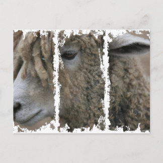 Cartes postales de 3 grandes tailles