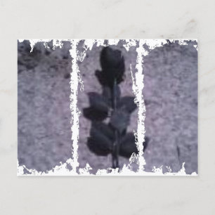 Cartes postales de 3 grandes tailles