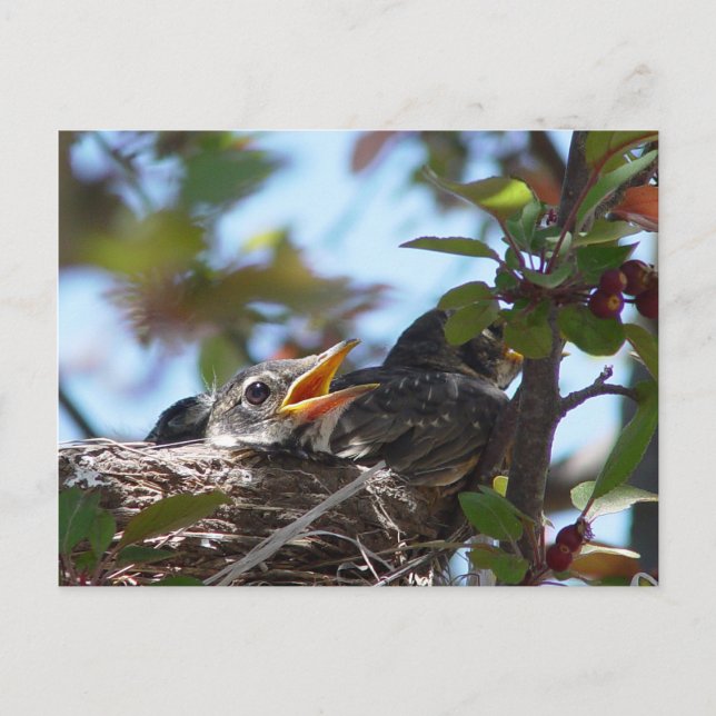 Cartes postales de bébés rouges-gorges dans le nid (Devant)