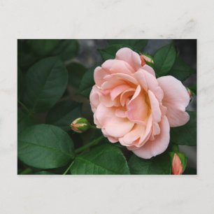 Cartes postales de belles roses roses