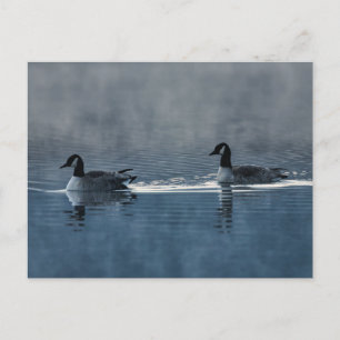 Cartes postales de bernaches du Canada flottant su