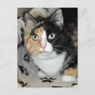 Cartes postales de chat de refuge calico American 