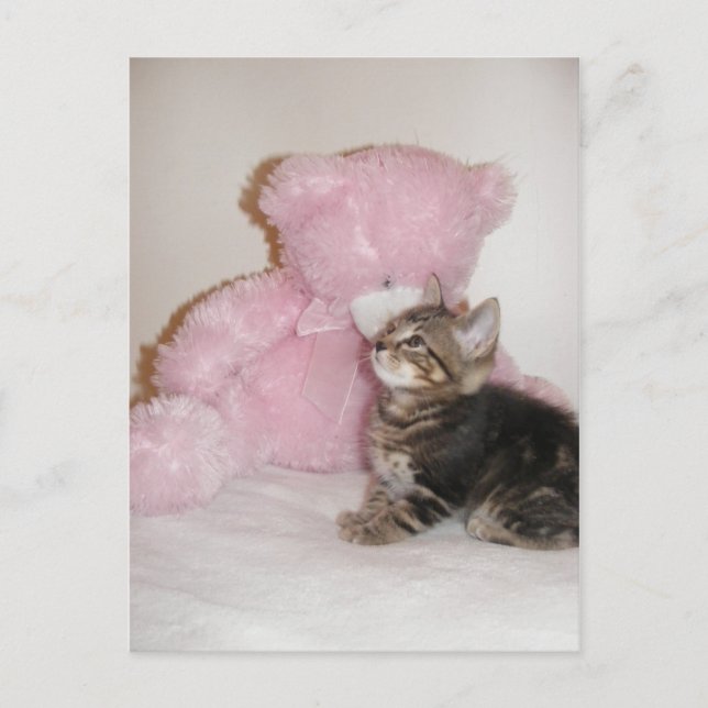 cartes postales de chaton et d'ours en peluche (Devant)