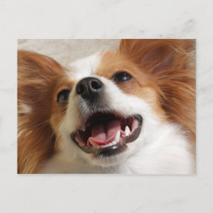 Cartes postales de chien Papillon rire