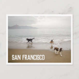 Cartes postales de chiens de San Francisco à la pl