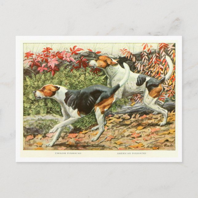 Cartes postales de chiens Foxhound (Devant)