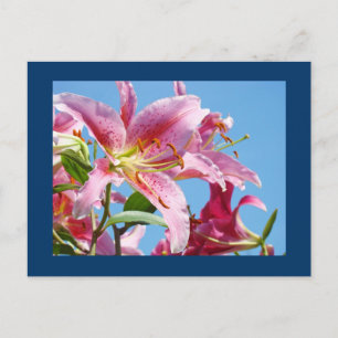Cartes postales de fleur de lys rose Ciel bleu bot