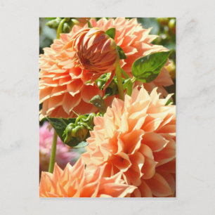 Cartes postales de fleurs de Dahlia orange Fleurs 
