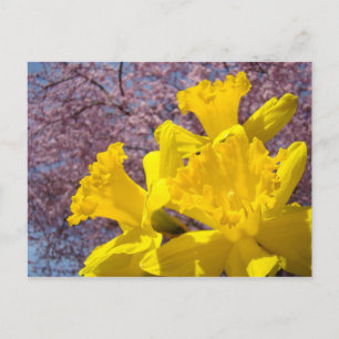 Cartes postales de fleurs de jonquilles jaunes Fle