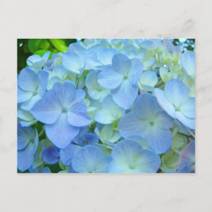 Cartes postales de fleurs d'hortensia bleu