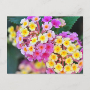 Cartes postales de fleurs tropicales