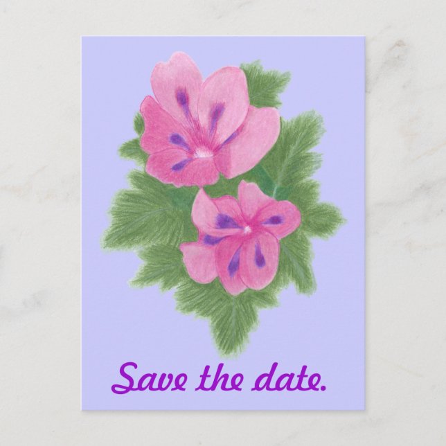 Cartes postales de géraniums rose violet pour anno (Devant)