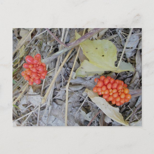 Cartes postales de graines de Jack-In-The-Pulpit (Devant)