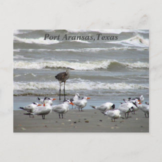 Cartes postales de la côte du Texas !