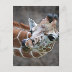 Cartes postales de la langue de la girafe